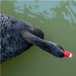 Taming a Black Swan